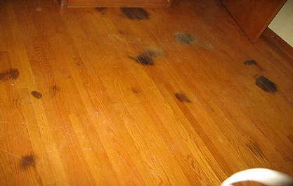 Hydrogen Peroxide Dog Urine Hardwood, Urine On Hardwood Floors